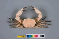 藏品(絨毛隆背蟹)的圖片